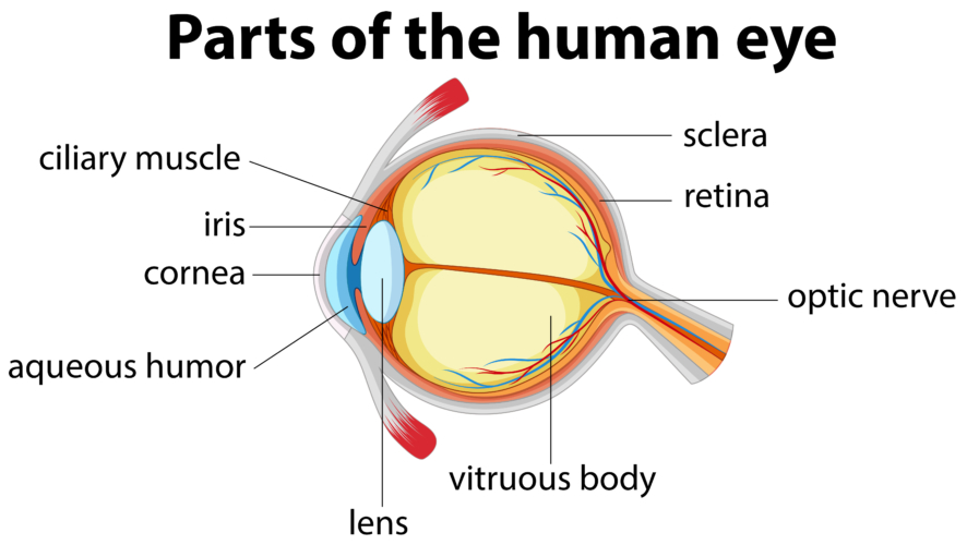 give-the-difference-between-aqueous-humor-and-vitreous-humor