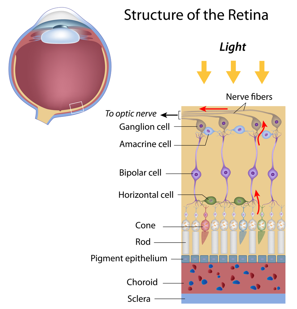 retinal diseases and structure of retina